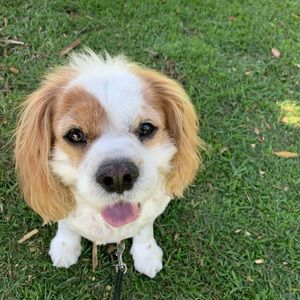 Meet your Posher, Shannon